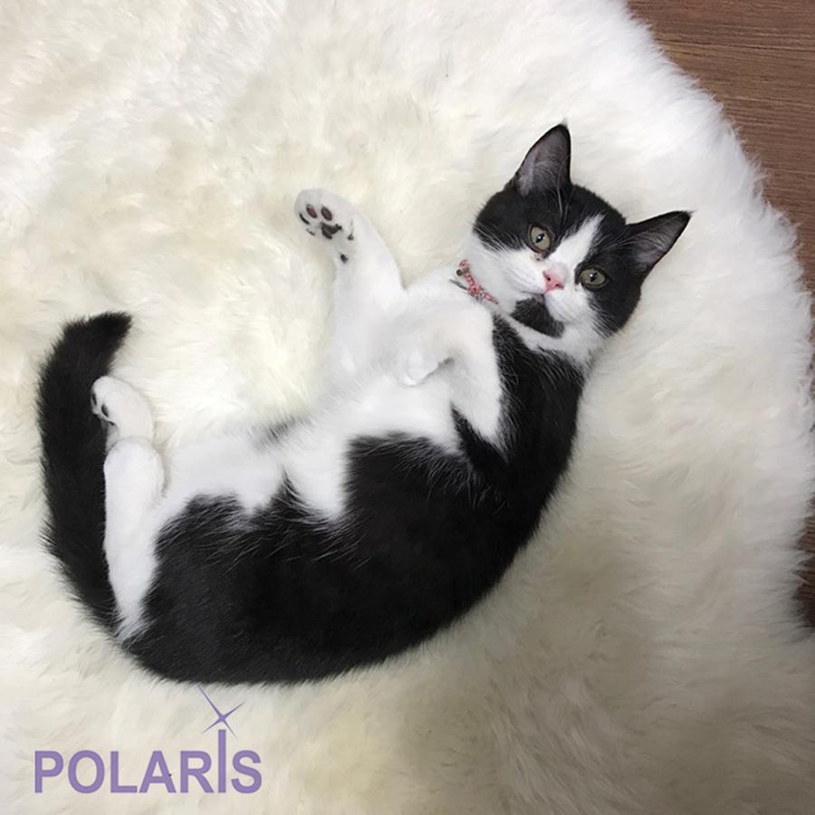 Polaris Guesthouse Garosugil 首爾 外观 照片